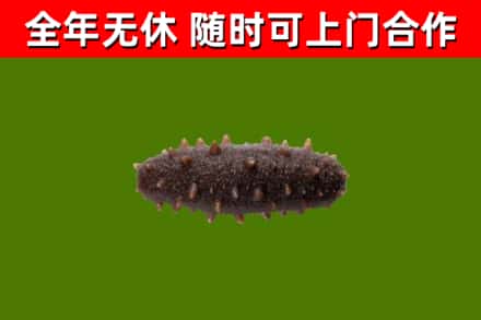 佛坪县烟酒回收干海参.jpg
